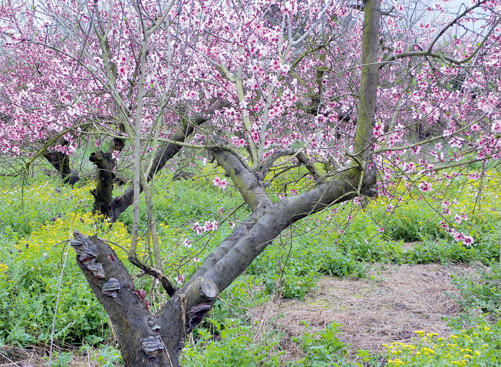 فروردین - شکوفه هلو